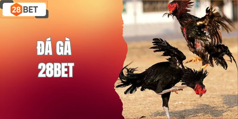 Đá Gà 28BET – Hấp Dẫn Và Kịch Tính Với Nhiều Kèo Khủng